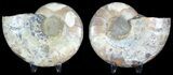 Sliced Fossil Ammonite Pair - Agatized #45486-1